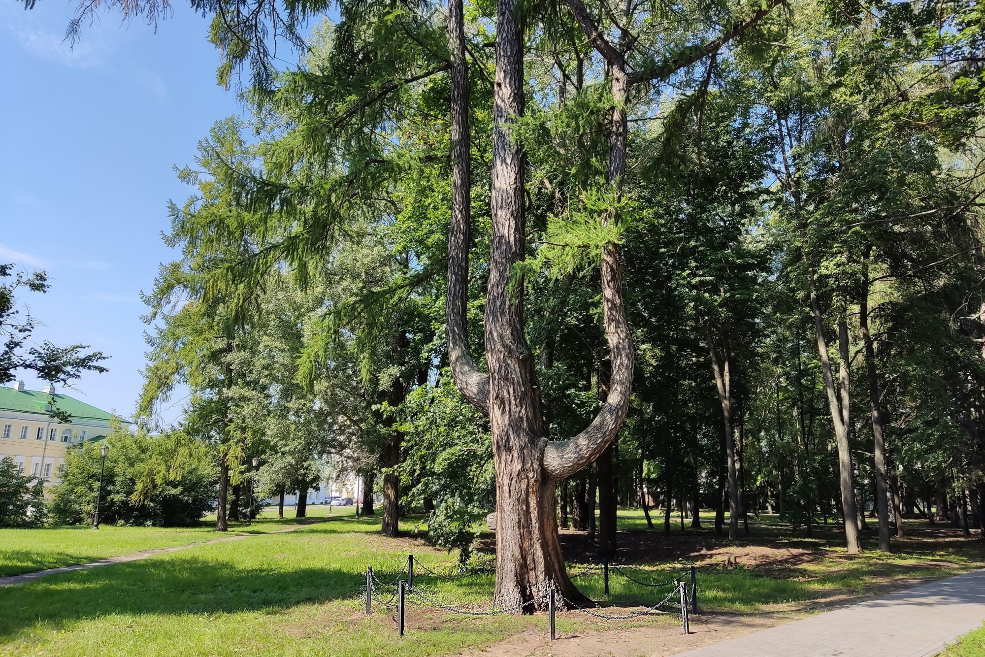 Вокруг дерева-лиры в парке установили ограждение