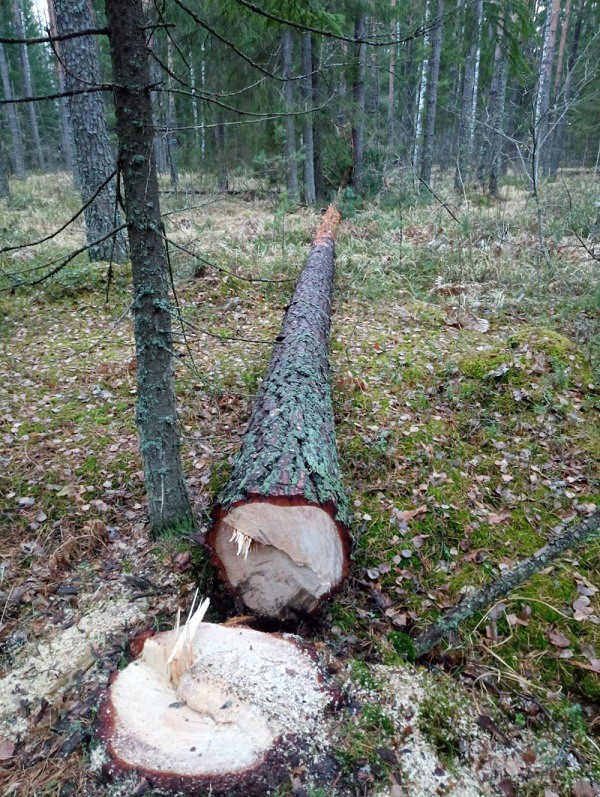 Беспилотник зафиксировал незаконную вырубку леса в районе Семилова