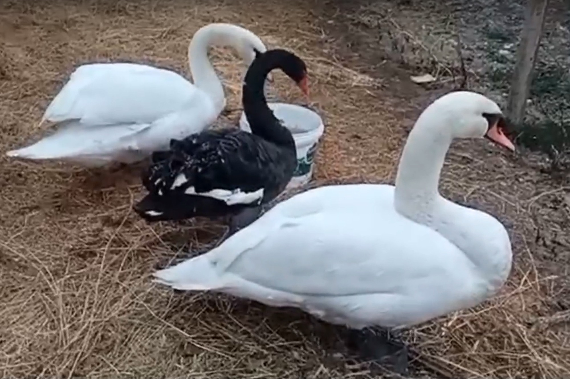 Лебеди покинули парковое озеро