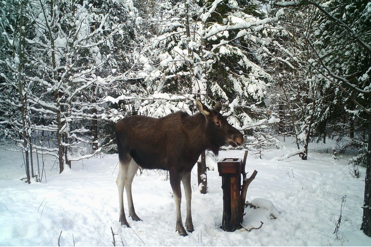 Охоту на лося запретили в Нижегородской области
