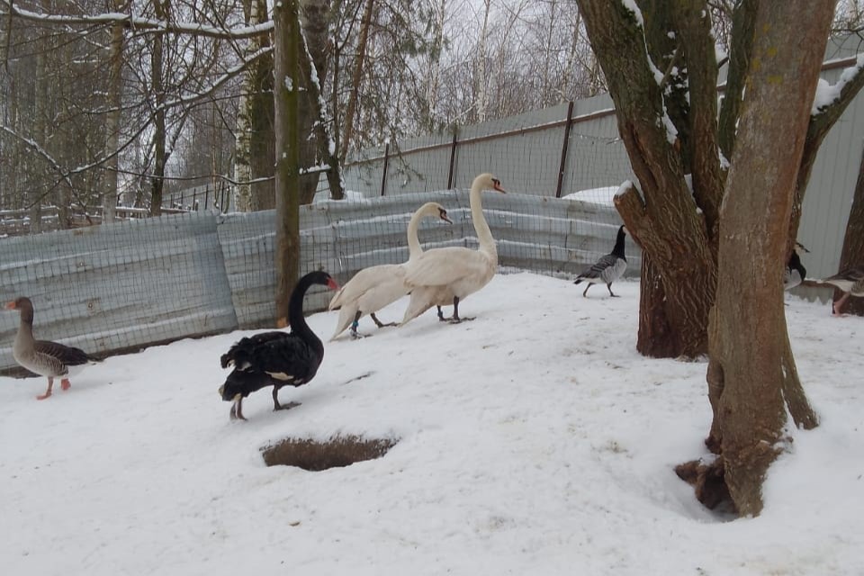 Выксунские лебеди отправились на зимовку в питомник