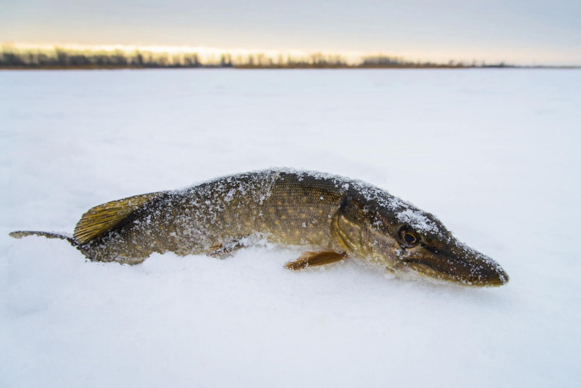 В Нижегородской области ввели нерестовый запрет на рыбалку